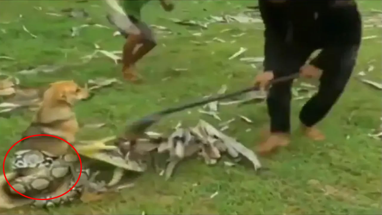 Viral Video: మాతోనే గేమ్సా.! కుక్కను మింగేయాలనుకున్న కొండచిలువకు చుక్కలు చూపించారు.. వైరల్ వీడియో!
