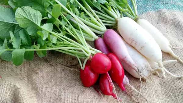 Radish Side Effects: ఈ సమస్యలు ఉన్నవారు ముల్లంగిని అస్సలు తినకూడదట.. ఈ పదార్థాలతో కలిపి తీసుకుంటే..