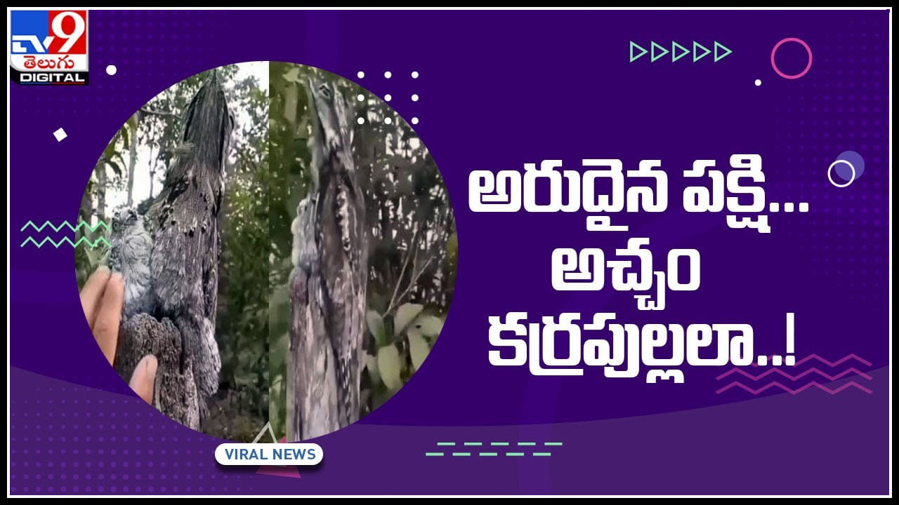 Viral Video: అరుదైన పక్షి.. అచ్చం కర్రపుల్లలా..!  ప్రకృతి చేసిన ప్రత్యేక ఏర్పాటు చుస్తే మతి పోవాల్సిందే..(వీడియో)