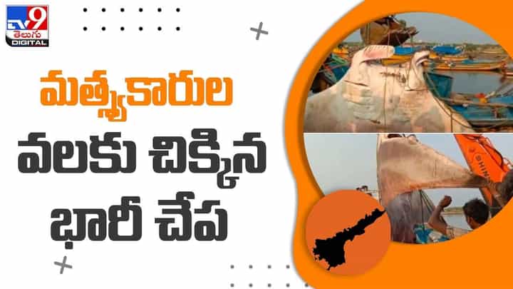 మత్సకారుడి పంట పండింది !! వలకు చిక్కిన భారీ ఫిష్ ఎంత ధర పలికిందంటే ?? వీడియో మత్సకారుడి పంట పండింది !! వలకు చిక్కిన భారీ ఫిష్ ఎంత ధర పలికిందంటే ?? వీడియో