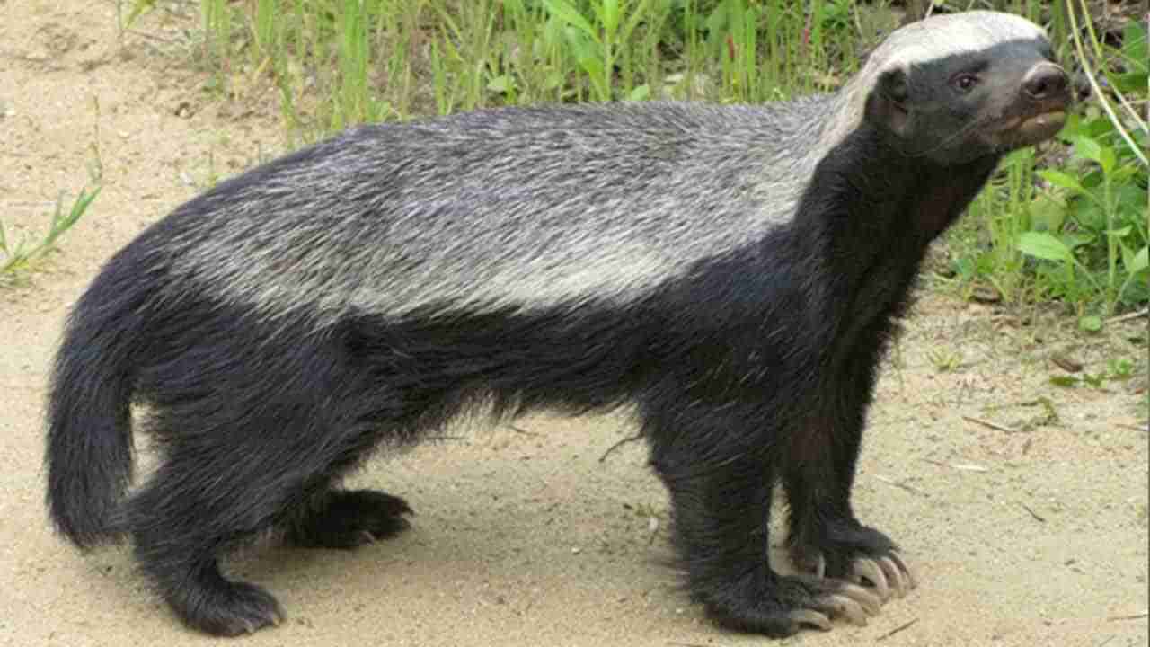 Honey Badger: అభయారణ్యంలో అరుదైన హానీబాడ్జర్‌.. రుచికరమైన ఆహారంకోసం ఎంతదూరమైన పయనించే గుణం దీని సొంతం..