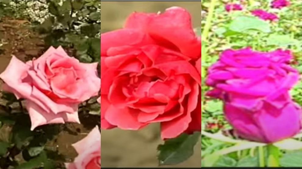 Rose Flower Farming: గులాబీల సాగుతో రైతుల ఆదాయం మెరుగు.. చిన్న పట్టణాల్లో కూడా మంచి లభాలు..