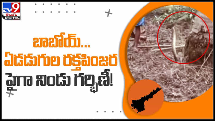 Russells Viper Snake: బాబోయ్.. ఏడడుగుల రక్తపింజర.. పైగా నిండు గర్భిణీ..! ఈ వీడియో చుస్తే షాక్ అవుతారు.. Russells Viper Snake: బాబోయ్.. ఏడడుగుల రక్తపింజర.. పైగా నిండు గర్భిణీ..! ఈ వీడియో చుస్తే షాక్ అవుతారు..