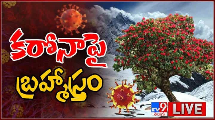 Coronavirus: కరోనాపై బ్రహ్మాస్త్రం !! హిమాలయాల్లో అపర సంజీవని !! లైవ్ వీడియో Coronavirus: కరోనాపై బ్రహ్మాస్త్రం !! హిమాలయాల్లో అపర సంజీవని !! లైవ్ వీడియో