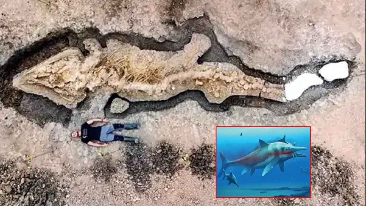 Sea Dragon Dolphin: అతి పురాతనమైన భారీ సీ డ్రాగన్ అస్థిపంజరం.. ఎన్నేళ్ళ క్రితందంటే..