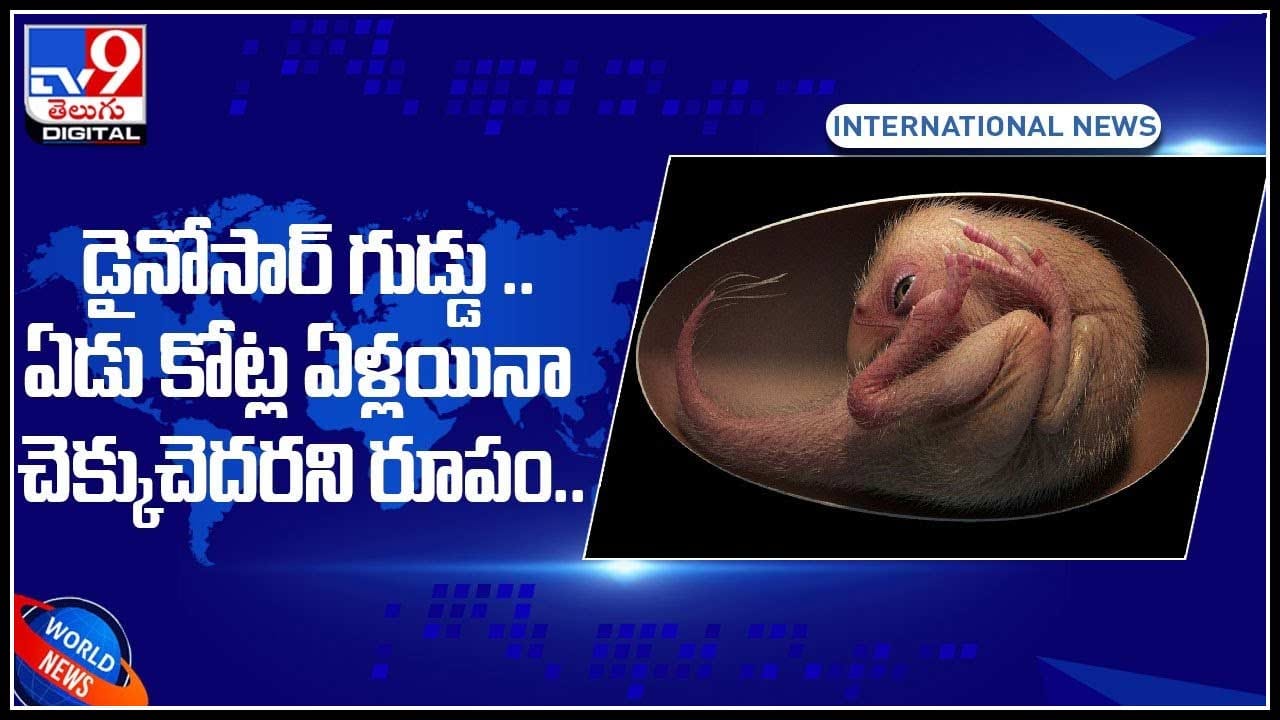 Dinosaur Egg: డైనోసార్ గుడ్డు .. ఏడు కోట్ల ఏళ్లయినా చెక్కుచెదరని రూపం.. వైరల్ అవుతున్న వీడియో..