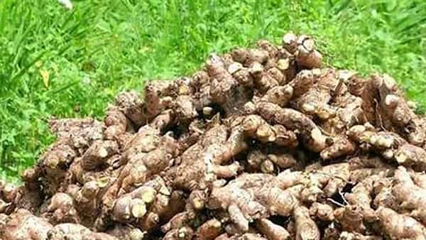 Telangana: పైనుంచి చూస్తే అల్లం లోడే… లోపల చెక్ చేసిన పోలీసులు మైండ్ బ్లాంక్ అయ్యింది