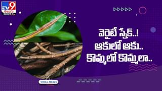 Viral Video: బిడ్డ కోసం సింహంతో పోరాటం !! హార్ట్‌ టచ్చింగ్‌ వీడియో