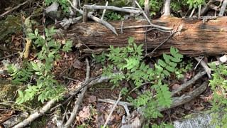 Domicile Certificate: ఉన్నత చదవుల కోసం ఈ సర్టిఫికెట్ తప్పనిసరి.. ఎలా తీసుకోవాలో తెలుసుకోండి..