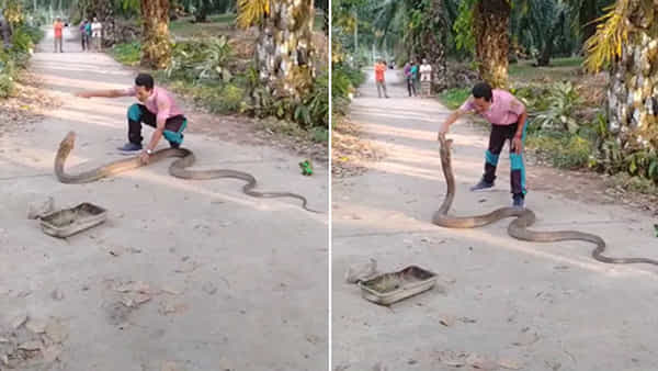 Viral Video: వామ్మో! ఇదెక్కడి ధైర్యం రా బాబూ.. 14 అడుగుల కింగ్ కోబ్రాను సింగిల్ హ్యాండ్తో పట్టేశాడు..