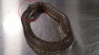 Dolo 650: ట్విట్టర్‌లో ట్రెండ్ అవుతున్న డోలో 650 ట్యాబ్లెట్.. ఎందుకో తెలిస్తే నవ్వాపుకోలేరు..