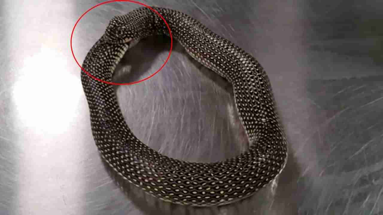 Viral Video: పాము తనను తాను తింటున్న వీడియో వైరల్‌.. దానిని అపేందుకు పాము యజమాని ఎలాంటి ట్రిక్‌ వాడాడో చూడండి..!