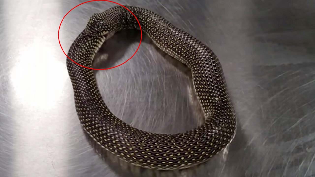 Viral Video: పాము తనను తాను తింటున్న వీడియో వైరల్‌.. దానిని అపేందుకు పాము యజమాని ఎలాంటి ట్రిక్‌ వాడాడో చూడండి..!