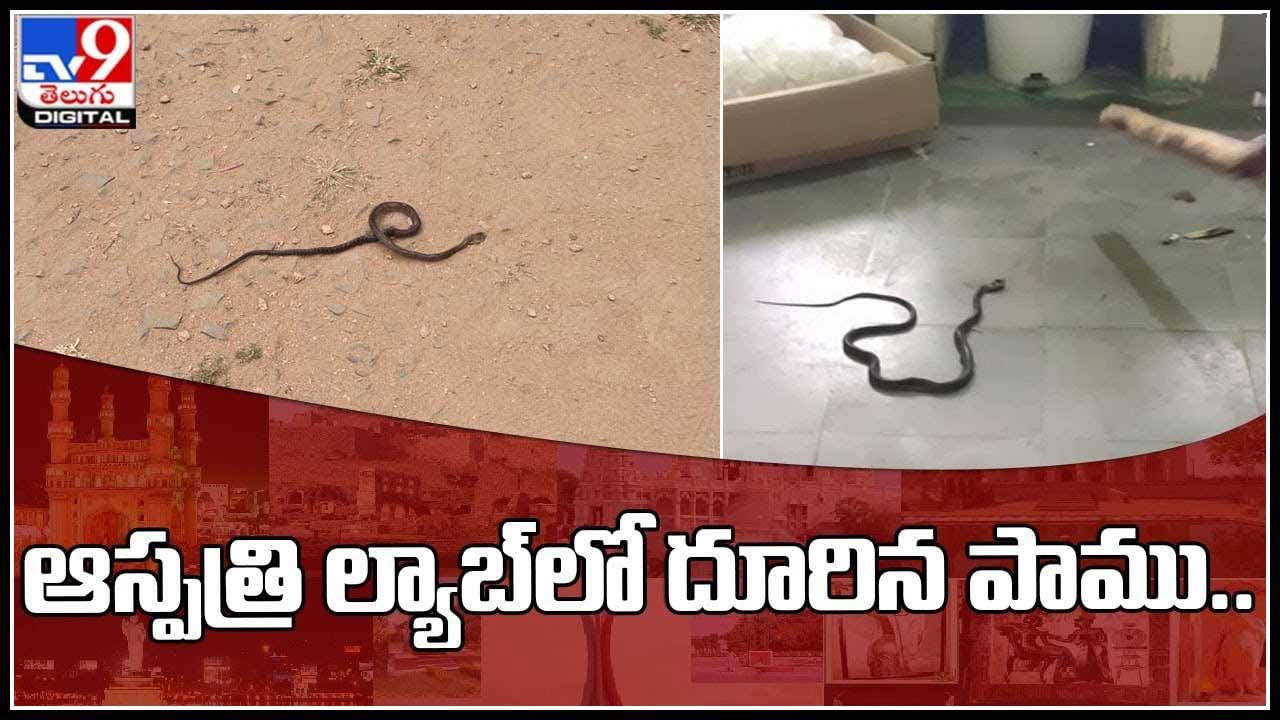 Snake in hospital lab: ఆస్పత్రి ల్యాబ్‌లో దూరిన పాము..పట్టుకునే ఆవకాశం ఇవ్వకుండా తిరుగుతూ.. వైరల్‌ అవుతున్న వీడియో