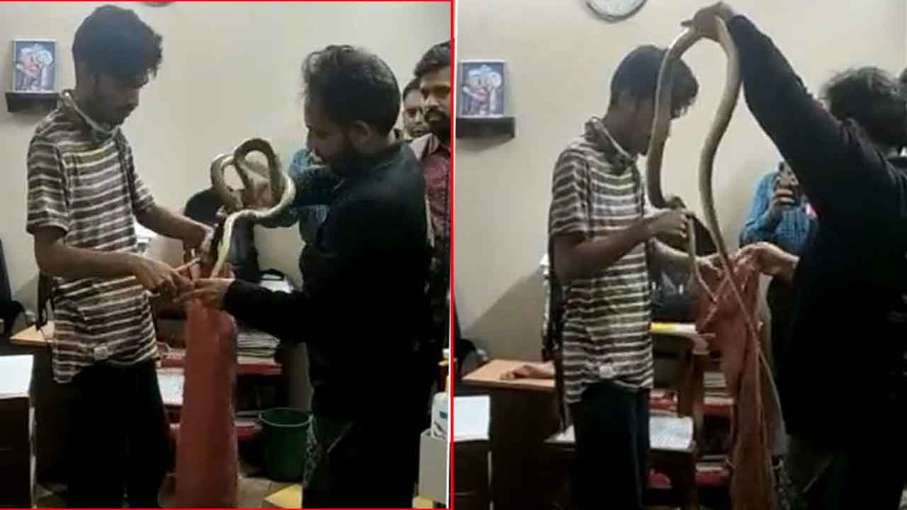 Video Viral: న్యాయమూర్తి ఛాంబర్‌లో పాము కలకలం.. సోషల్‌ మీడియాలో వైరల్‌