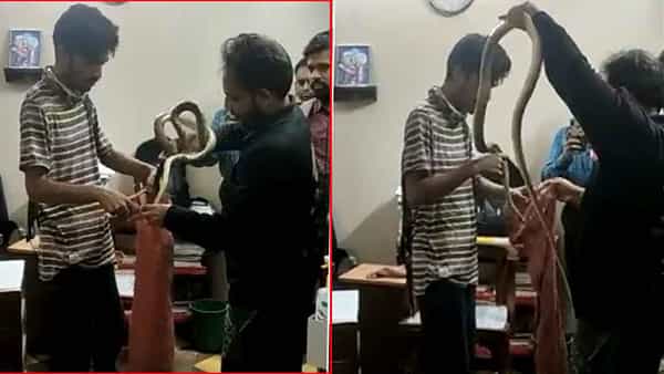 Video Viral: న్యాయమూర్తి ఛాంబర్లో పాము కలకలం.. సోషల్ మీడియాలో వైరల్