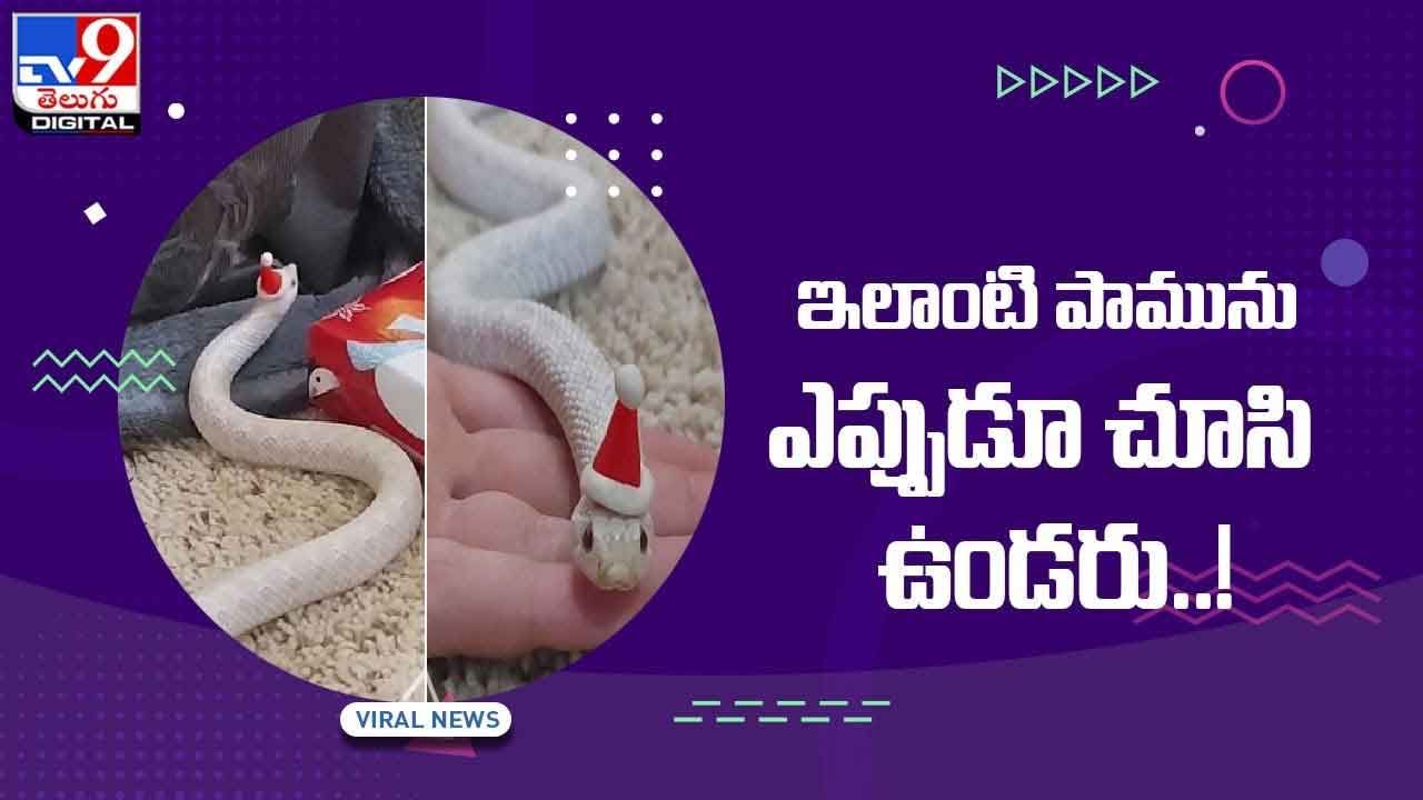 Viral Video: ఇలాంటి పామును ఎప్పుడూ చూసి ఉండరు !! వీడియో