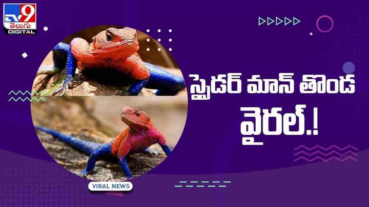 స్పైడర్ మాన్ బల్లి !! సోషల్ మీడియాలో ఫోటో హలచల్ !! వీడియో స్పైడర్ మాన్ బల్లి !! సోషల్ మీడియాలో ఫోటో హలచల్ !! వీడియో