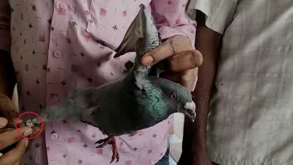 Spy pigeon: దేశంలో పావురాళ్ల కలకలం.. తాజాగా ఖమ్మం జిల్లాలో.. అసలు కథేంటి..?
