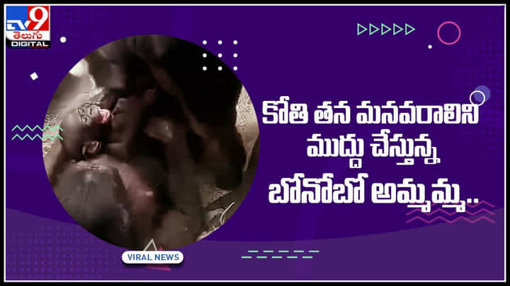Monkey Viral Video: కోతి తన మనవరాలిని ముద్దు చేస్తున్న బోనోబో అమ్మమ్మ.. ఎట్రాక్ట్ చేస్తున్న వైరల్ వీడియో.. Monkey Viral Video: కోతి తన మనవరాలిని ముద్దు చేస్తున్న బోనోబో అమ్మమ్మ.. ఎట్రాక్ట్ చేస్తున్న వైరల్ వీడియో..