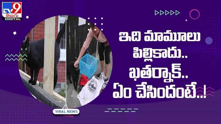 Viral Video: ఇది మామూలు పిల్లికాదు !! ఖతర్నాక్.. ఏం చేసిందంటే ?? వీడియో Viral Video: ఇది మామూలు పిల్లికాదు !! ఖతర్నాక్.. ఏం చేసిందంటే ?? వీడియో