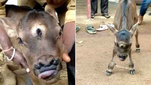 త్రినేత్రంతో ఆవు దూడ జననం.. శివుడి అంశగా భావిస్తున్న జనం.. ఎక్కడంటే..?