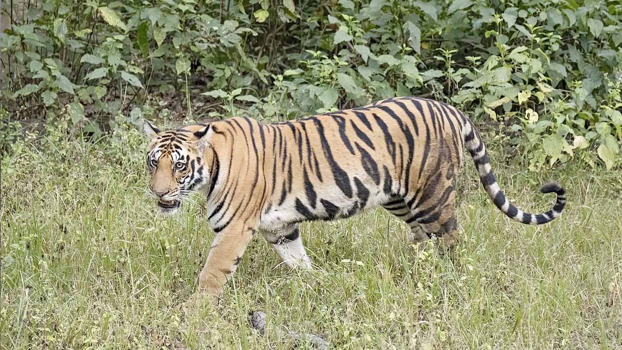 బాబోయ్ పులి.. యువకుడి పై దాడి చేసి.. ఇంకెవరైనా చిక్కుతారేమోనని ఆశగా ఎదురు చూసి