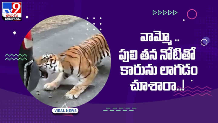 వామ్మో .. పులి తన నోటితో కారును లాగడం ఎప్పుడైనా చూశారా !! వీడియో వామ్మో .. పులి తన నోటితో కారును లాగడం ఎప్పుడైనా చూశారా !! వీడియో