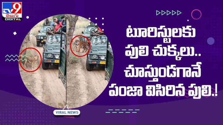 Viral Video: టూరిస్టులకు పులి చుక్కలు !! చూస్తుండగానే పంజా విసిరిన పులి !! వీడియో Viral Video: టూరిస్టులకు పులి చుక్కలు !! చూస్తుండగానే పంజా విసిరిన పులి !! వీడియో
