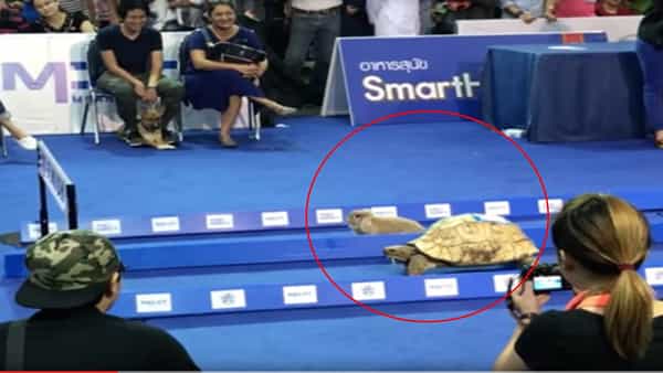 Viral Video: కుందేలపై మరోసారి గెలిచిన తాబేలు.. ఇది కథకాదు నిజం.. వీడియో చూస్తే మీరూ అదే అంటారు..