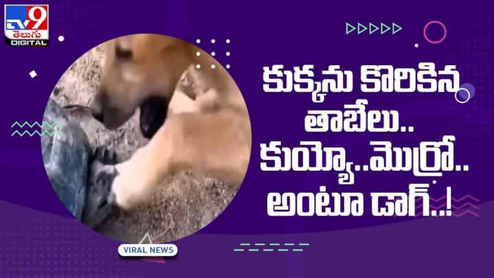 Viral Video: కుక్కను కొరికిన తాబేలు !! కుయ్యో..మొర్రో.. అంటూ డాగ్ !! వీడియో Viral Video: కుక్కను కొరికిన తాబేలు !! కుయ్యో..మొర్రో.. అంటూ డాగ్ !! వీడియో