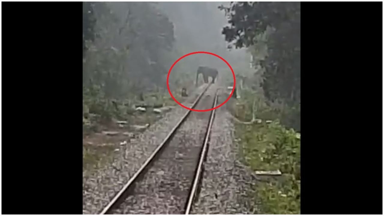 Viral Video: వేగంగా దూసుకొస్తున్న ఎక్స్‌ప్రెస్  రైలు.. పట్టాలపై గజరాజు.. చివరకు ఏం జరిగిందంటే..?