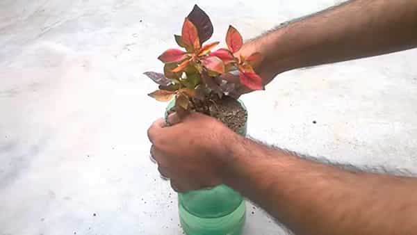 Self Watering Plant: మొక్కకు ఆటోమాటిక్గా అందుతున్న నీళ్లు.. వరంగల్ విద్యార్థి అద్భుత ఆవిష్కరణ..!