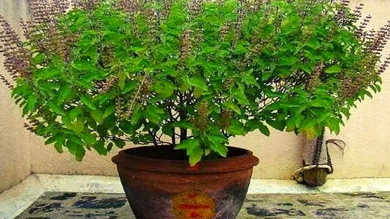 Tulsi plant: తులసి మొక్కను ఎందుకు పూజిస్తారు?.. అసలు ఆ మొక్కకు ఉన్న ప్రాముఖ్యత ఏంటో తెలుసా?..