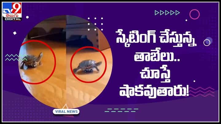Turtle Video Viral: స్కేటింగ్ చేస్తున్న తాబేలు.. చూస్తే షాకవుతారు..! వీడియో చూసి ఫిదా అవుతున్న నెటిజన్లు.. Turtle Video Viral: స్కేటింగ్ చేస్తున్న తాబేలు.. చూస్తే షాకవుతారు..! వీడియో చూసి ఫిదా అవుతున్న నెటిజన్లు..