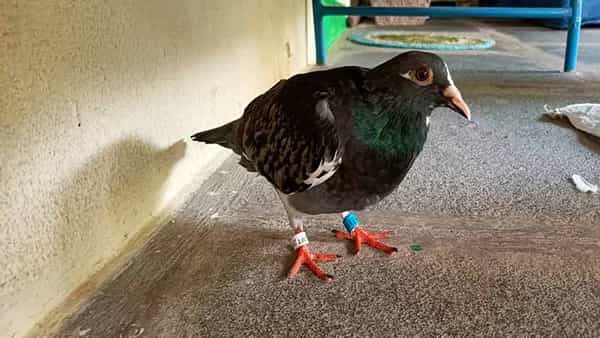 Chinese Pigeon: దేశంలో పావురాళ్ల కలకలం.. ఏపీలోనూ అనుమానాస్పద పిజియోన్స్ గుర్తింపు..