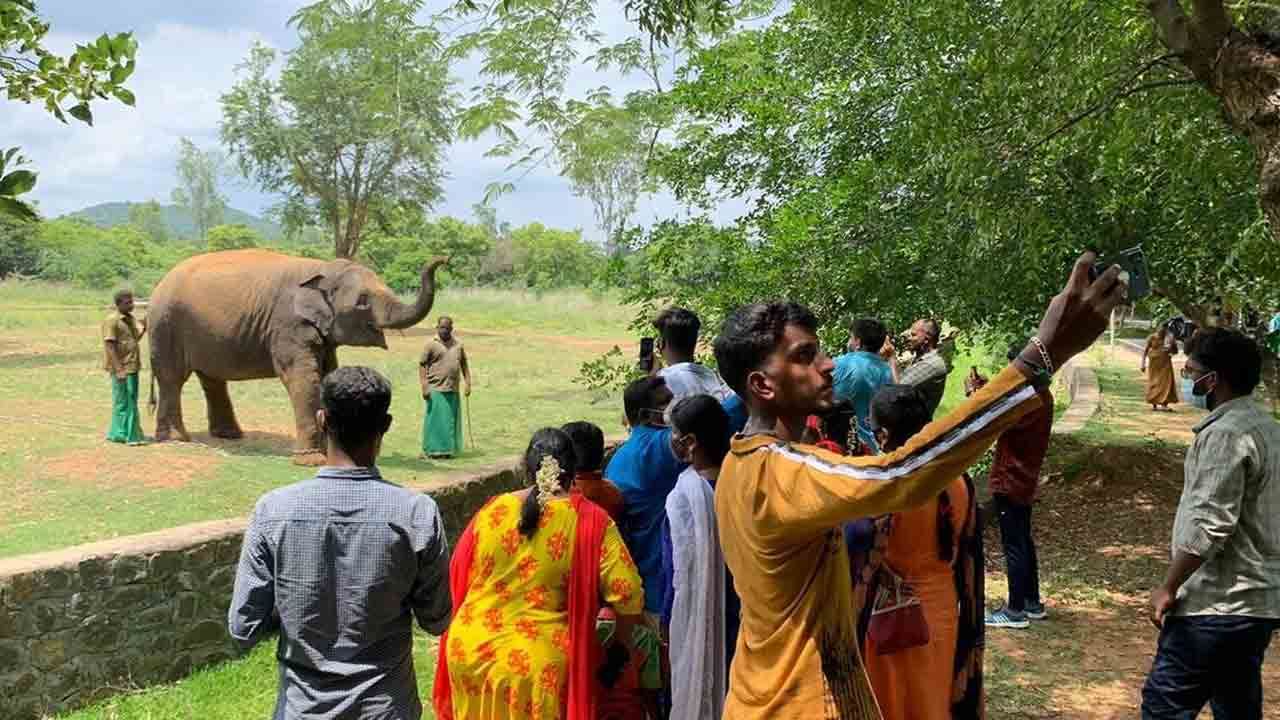 Vandalur Zoo: జూలో కరోనా కలకం.. 80 మంది సిబ్బందికి పాజిటివ్..