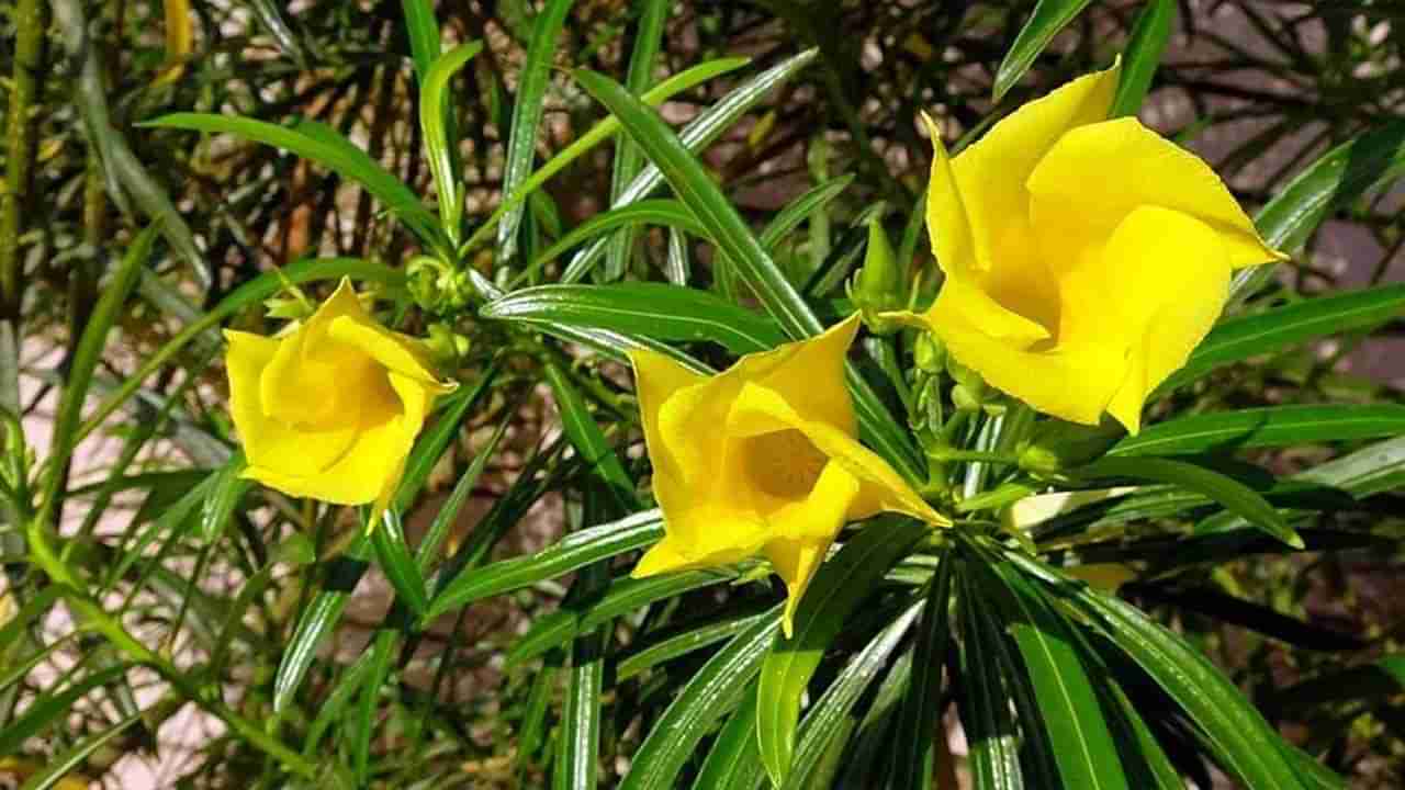 Vastu Tips for Plants: ఇంట్లో ఈ 10 మొక్కలు నాటండి.. లక్ష్మి దేవి అనుగ్రహం పొందండి..