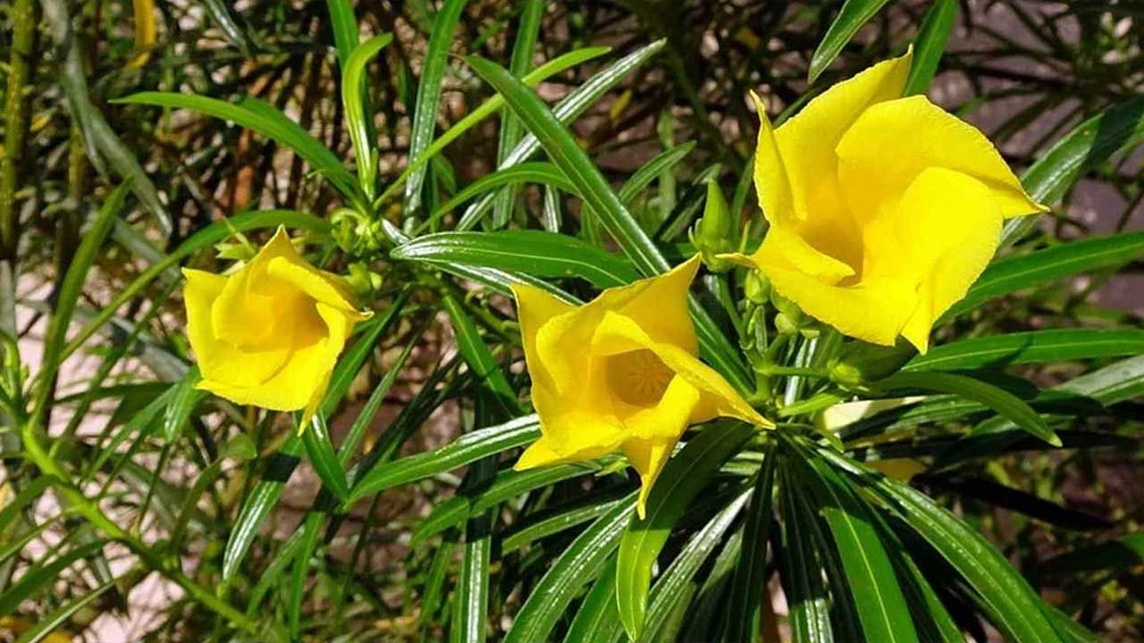 Vastu Tips for Plants: ఇంట్లో ఈ 10 మొక్కలు నాటండి.. లక్ష్మి దేవి అనుగ్రహం పొందండి..