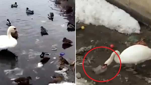Viral Video: ఈ హంస చేస్తోన్న పనిని చూసి మనుషులు సిగ్గు పడాల్సిందే.. వీడియో చూస్తే మీరూ అదే అంటారు!