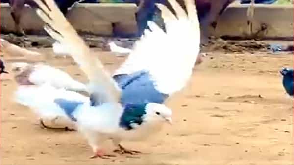 Viral Video: జాకీ చాన్ను మించి పోయిన పావురం.. వీడియో చూస్తే మీరు కూడా అదే అంటారు..