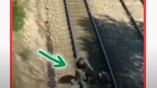 Viral Video: ఈ భయంకరమైన పీతను మీరు ఎప్పుడైనా చూశారా..? గోల్ఫ్‌స్టిక్‌ను సులభంగా విరిచేస్తుంది.. వీడియో వైరల్‌