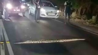 Viral Video: రెండు పులుల ఫైట్‌ ఎప్పుడైనా చూశారా !! వీడియో