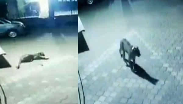 Viral Video: ముంబయి వీధుల్లో చక్కర్లు కొడుతోన్న చిరుత.. నెట్టింట వైరల్ అవుతోన్న వీడియోలు..
