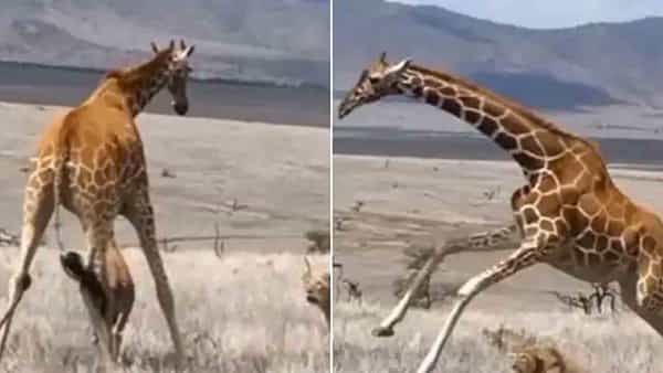 Viral Video: అడవి రాజుకి చుక్కలు చూపించిన జిరాఫీ.. వణుకుపుట్టించే వీడియో వైరల్