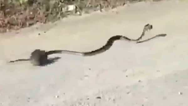 Viral Video: పాముతో పోరాడిన ఎలుక.. పిల్లను కాపాడుకుని తరిమి.. తరిమి కొట్టింది..