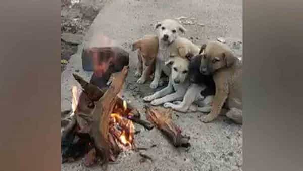 Viral Video: చలి కాచుకుంటున్న కుక్క పిల్లలు.. క్యూట్ వీడియో చూసి నెటిజన్ల ఫిదా..