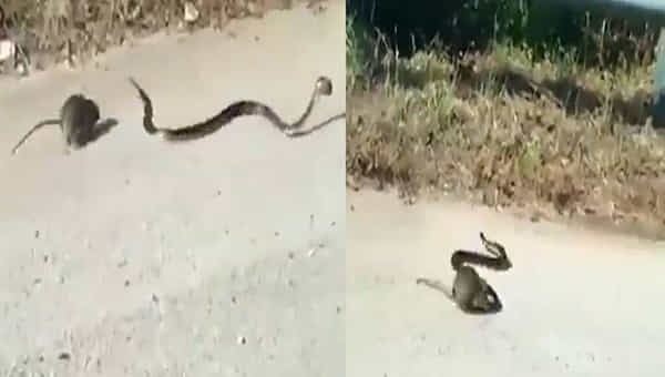 Viral Video: బిడ్డ జోలికి వస్తే తగ్గేదేలే.. పామును ఉరికించిన ఎలుక.. వైరల్ వీడియో..