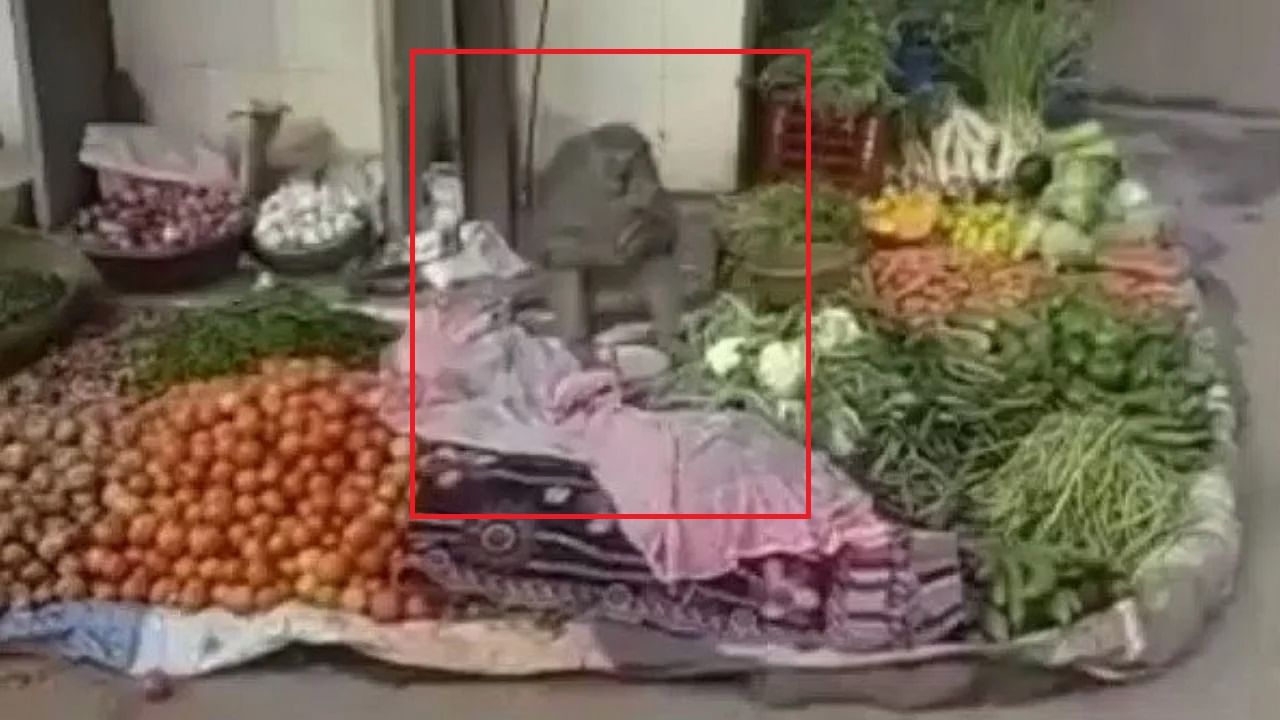 Viral Video: ఇక్కడ బేరాలు లేవమ్మా.. కోతి కూరగాయల యాపారం మామూలుగా లేదుగా..