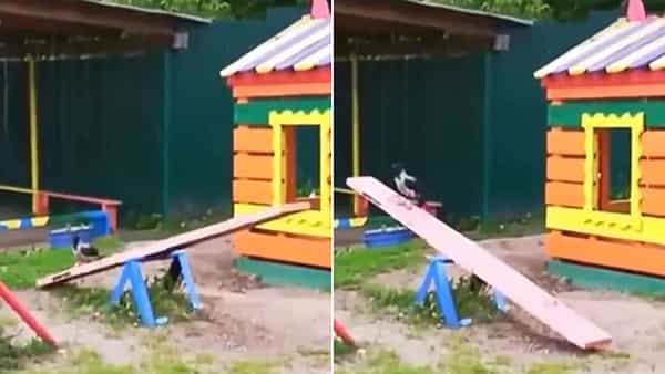 Viral Video: ఆనందాన్ని ఎవరు కోరుకోరు.. పక్షి చేసిన పనికి ఫిదా అవుతున్న నెటిజన్లు.. వీడియో